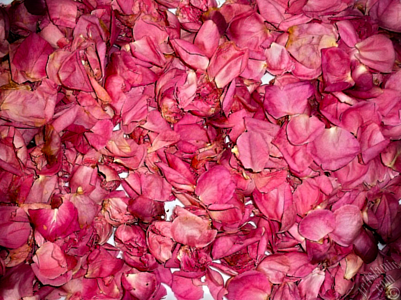 Rose leaves.

