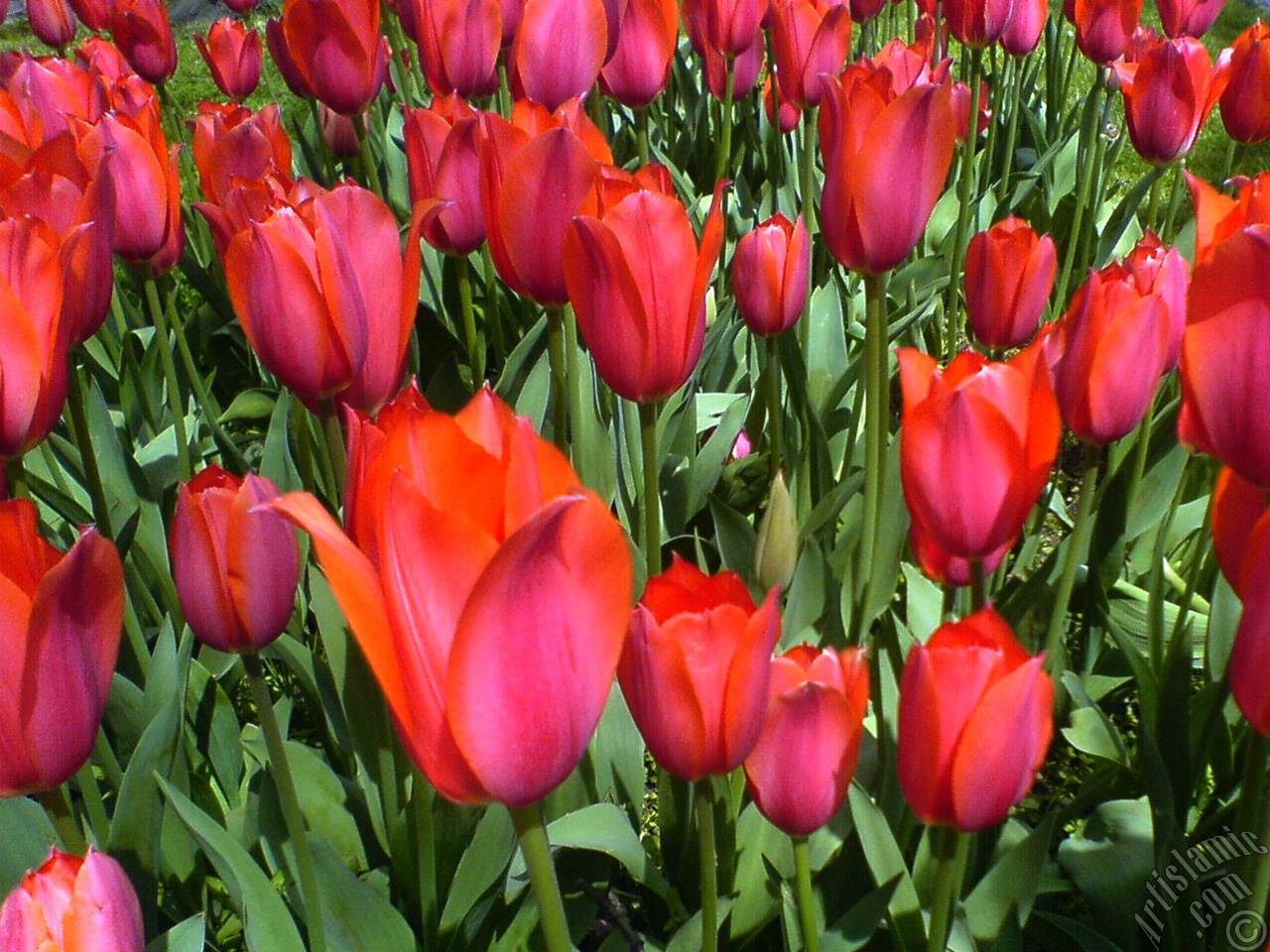 Red Turkish-Ottoman Tulip photo.
