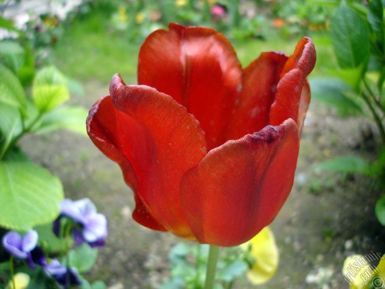 Red Turkish-Ottoman Tulip photo.
