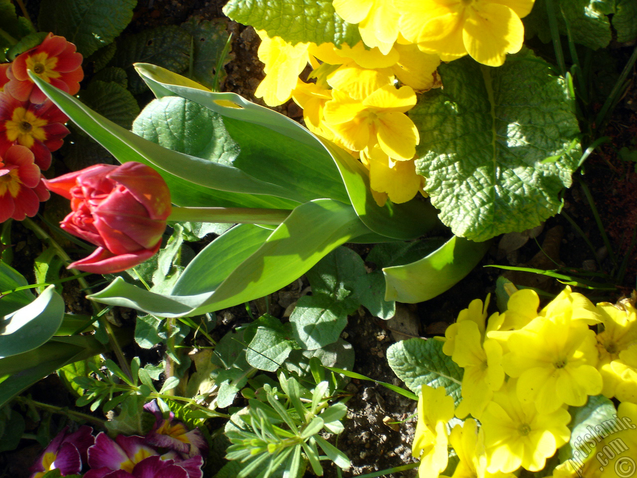 Red Turkish-Ottoman Tulip photo.
