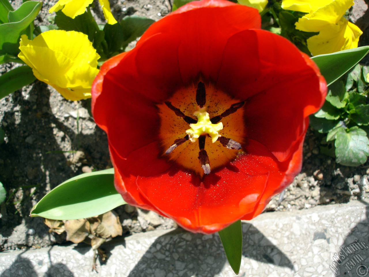 Red Turkish-Ottoman Tulip photo.

