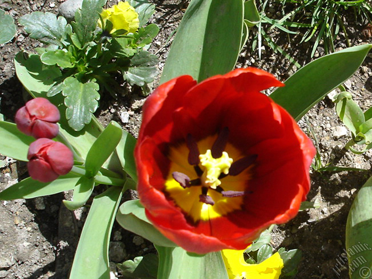 Red Turkish-Ottoman Tulip photo.
