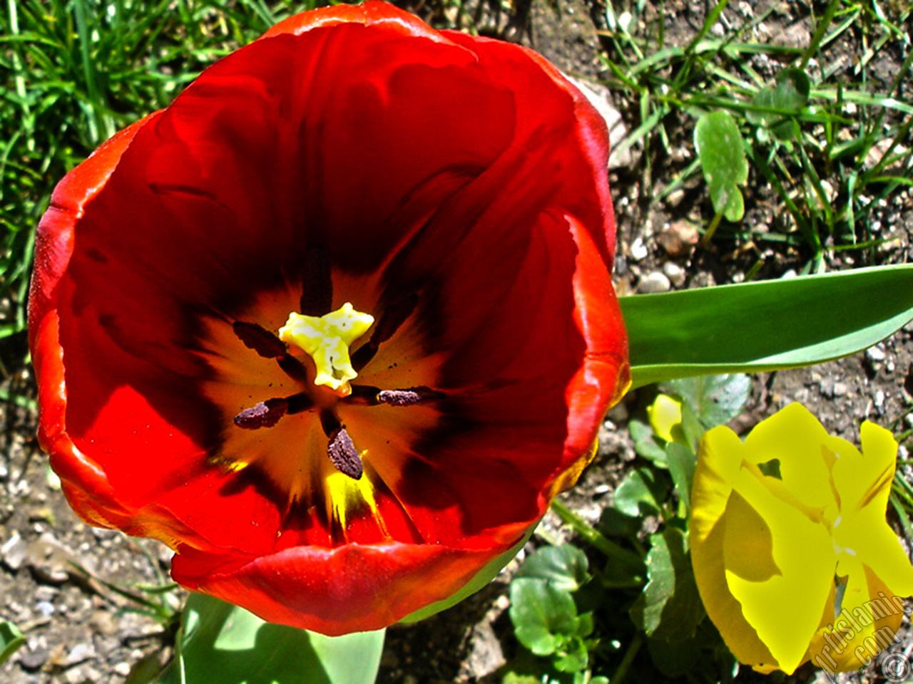 Red Turkish-Ottoman Tulip photo.
