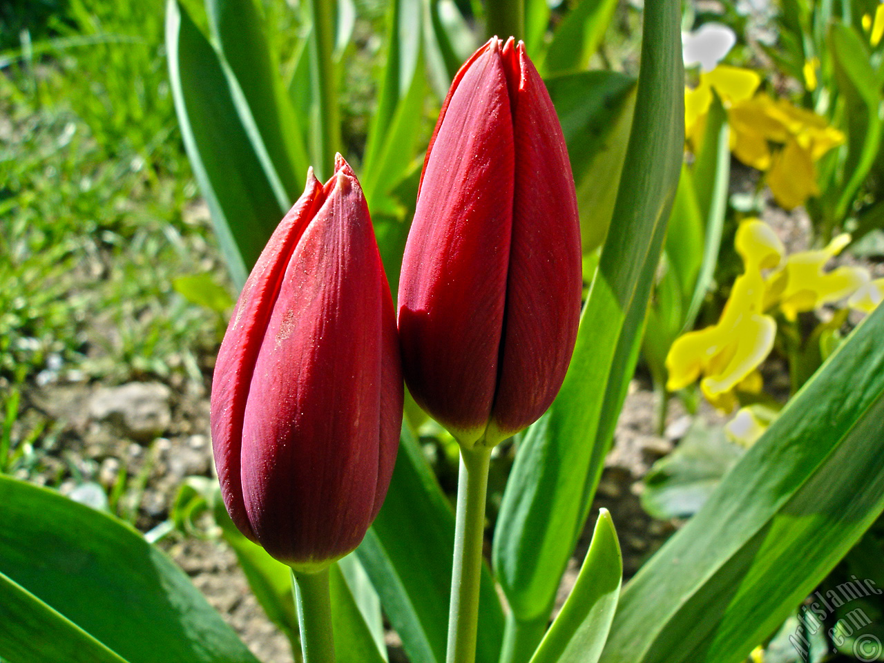 Red Turkish-Ottoman Tulip photo.
