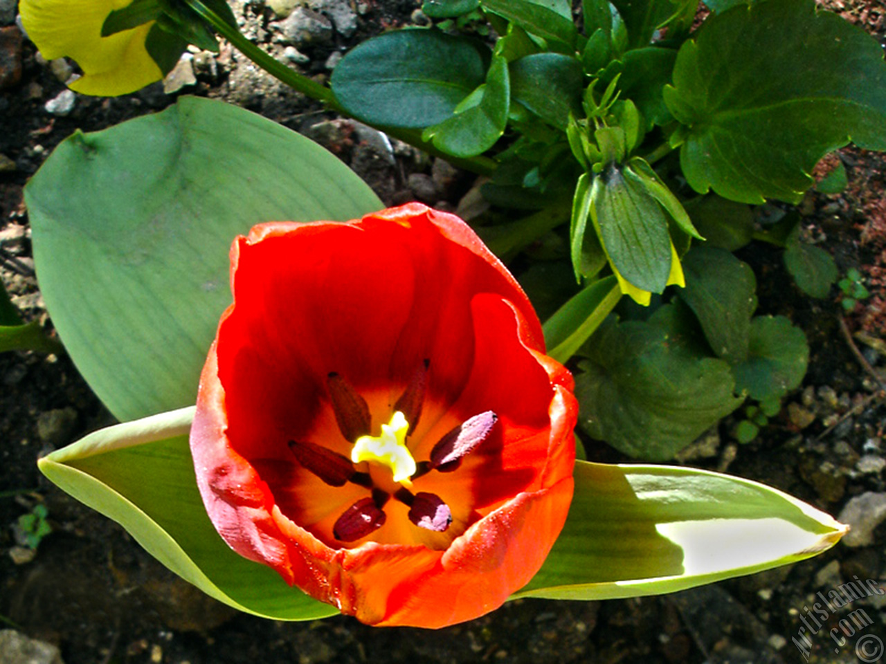 Red Turkish-Ottoman Tulip photo.
