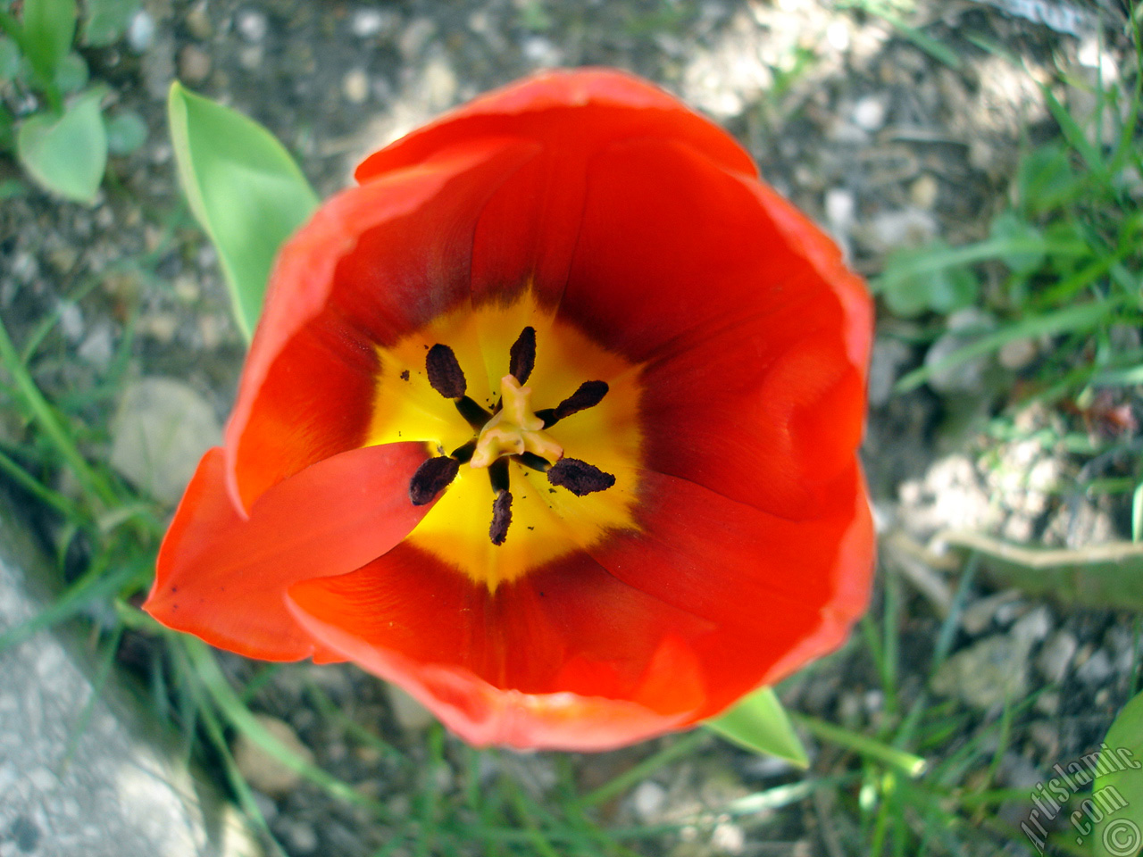 Red Turkish-Ottoman Tulip photo.
