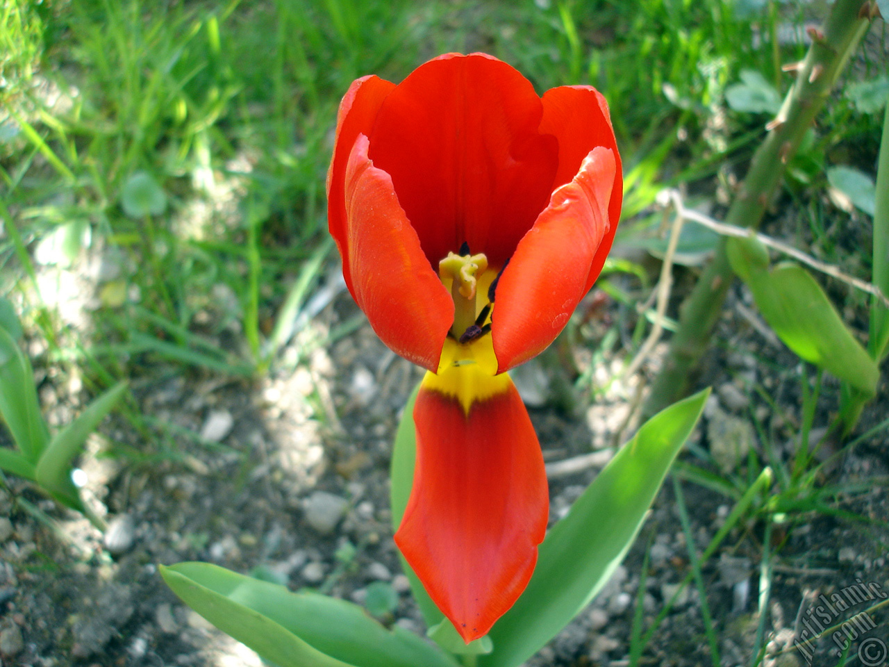Red Turkish-Ottoman Tulip photo.

