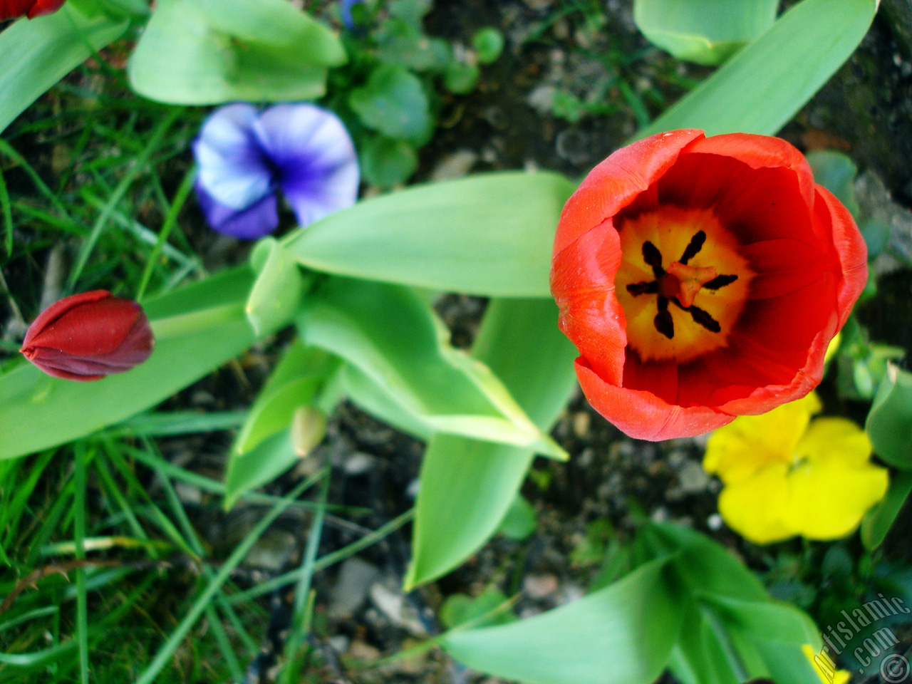 Red Turkish-Ottoman Tulip photo.
