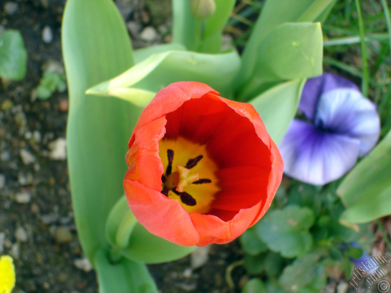 Red Turkish-Ottoman Tulip photo.
