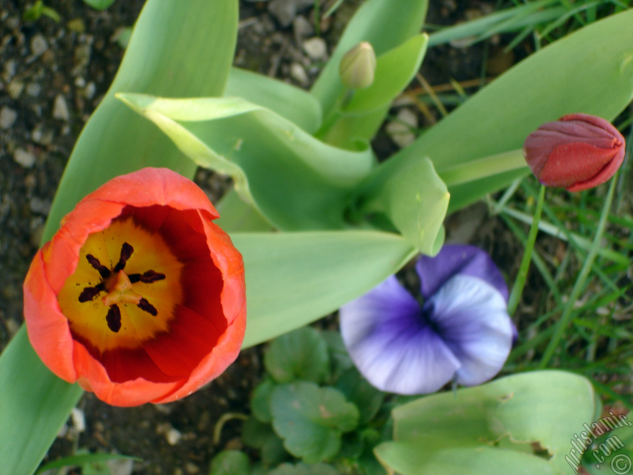 Red Turkish-Ottoman Tulip photo.

