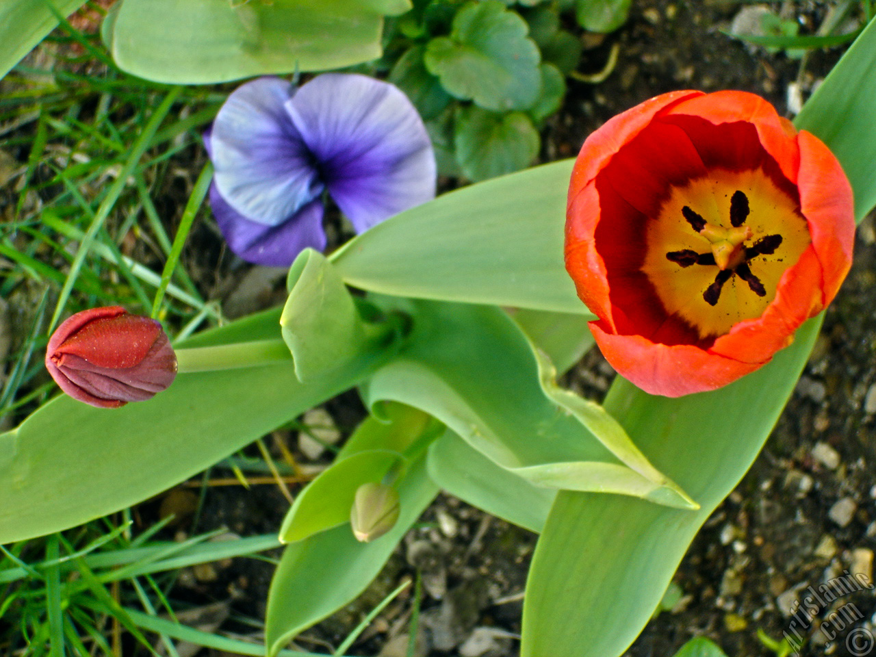 Red Turkish-Ottoman Tulip photo.
