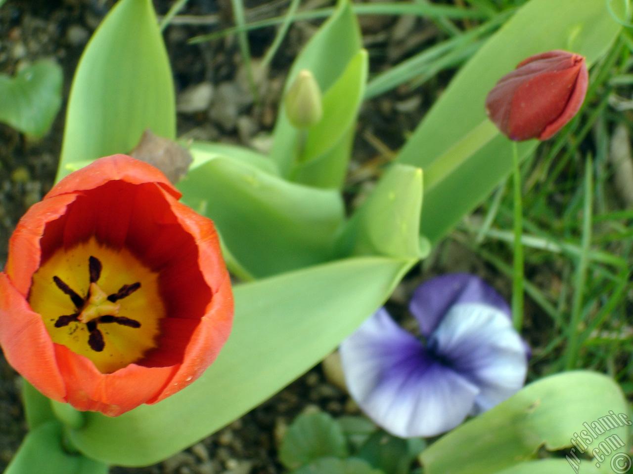 Red Turkish-Ottoman Tulip photo.
