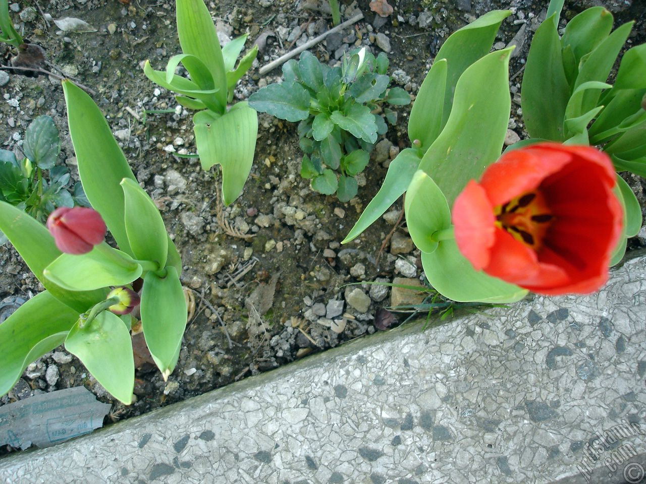 Red Turkish-Ottoman Tulip photo.
