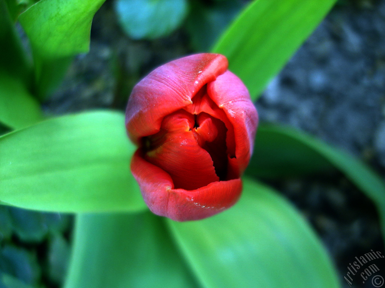 Red Turkish-Ottoman Tulip photo.
