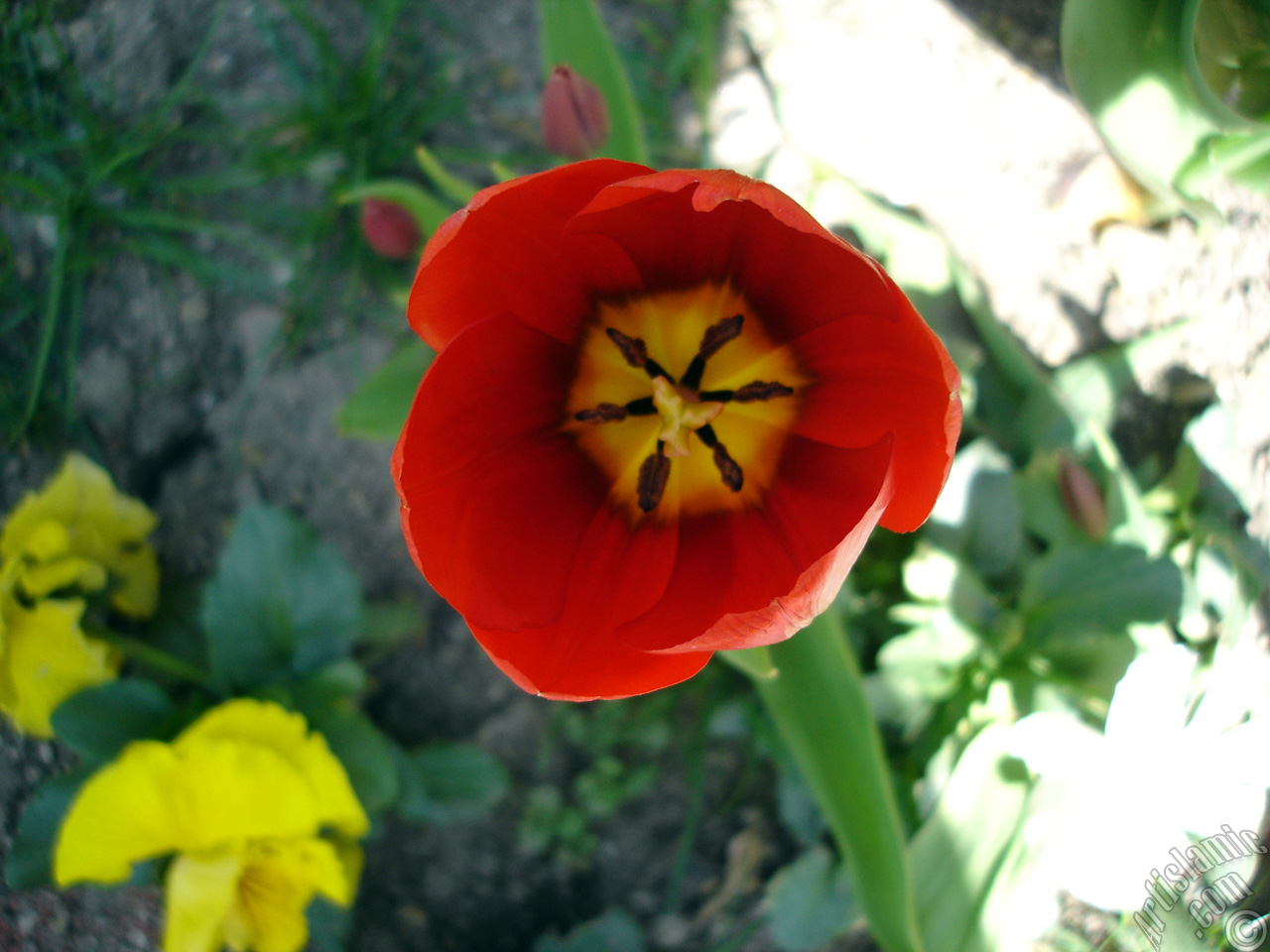Red Turkish-Ottoman Tulip photo.
