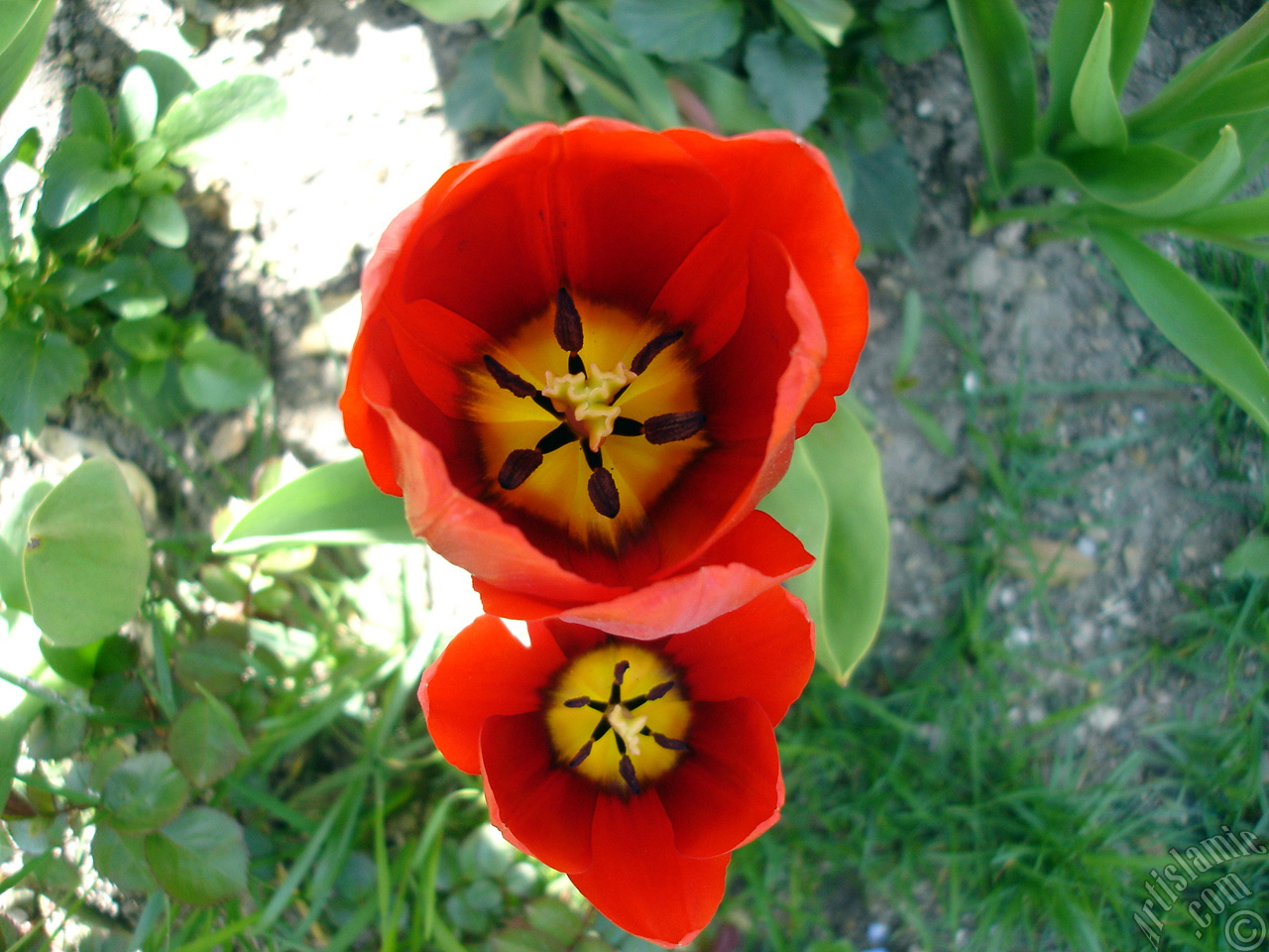 Red Turkish-Ottoman Tulip photo.
