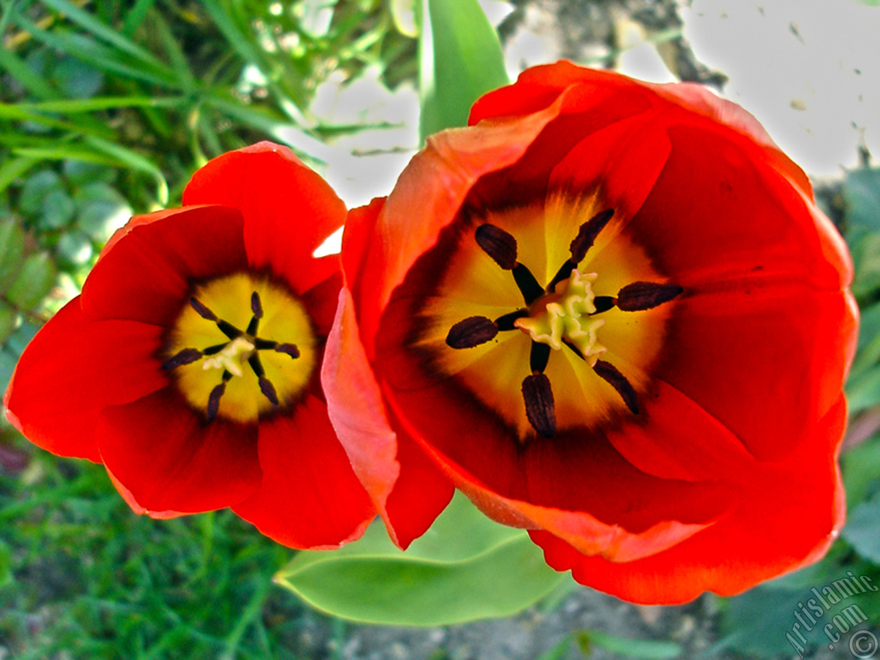 Red Turkish-Ottoman Tulip photo.
