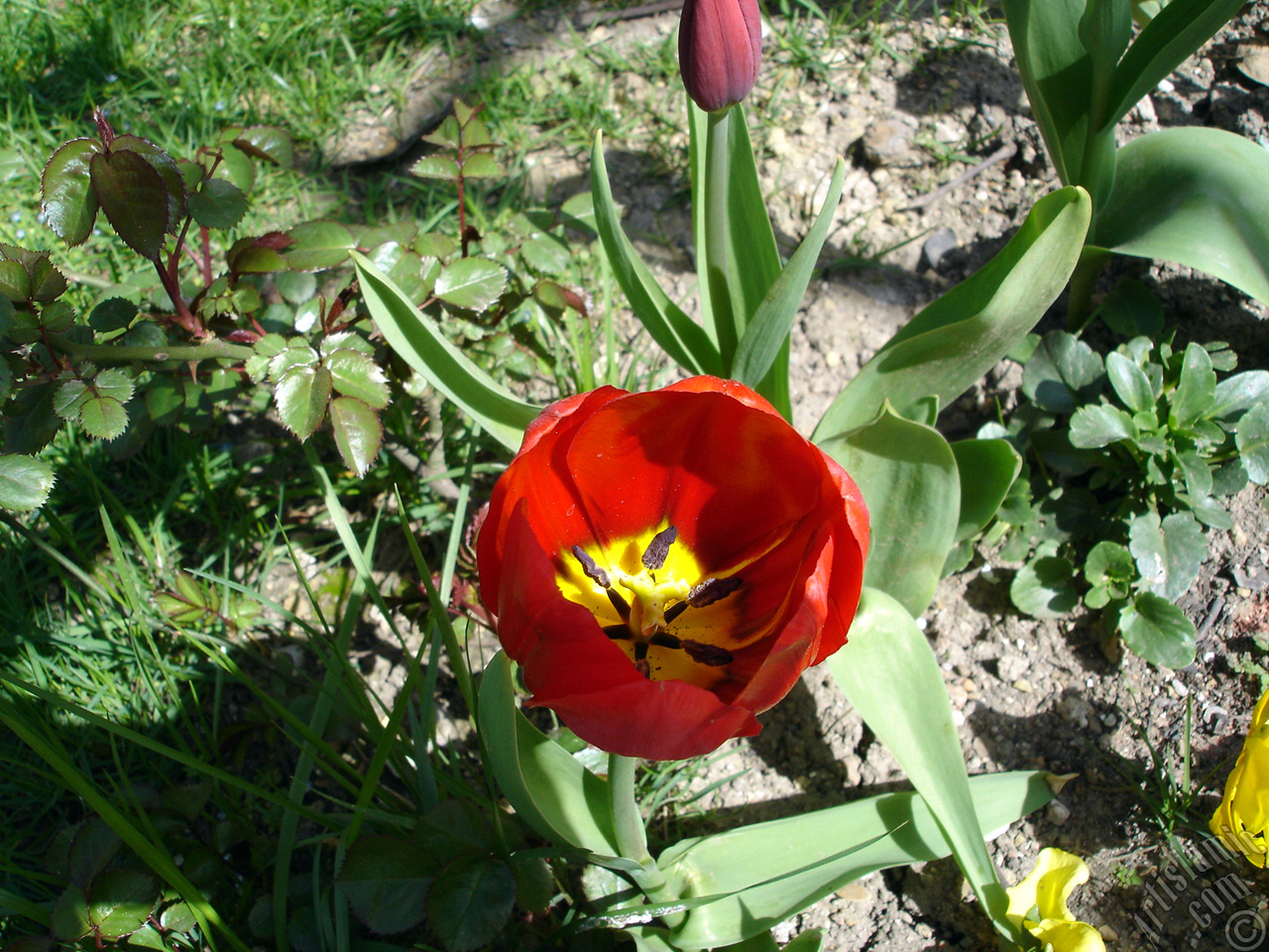 Red Turkish-Ottoman Tulip photo.
