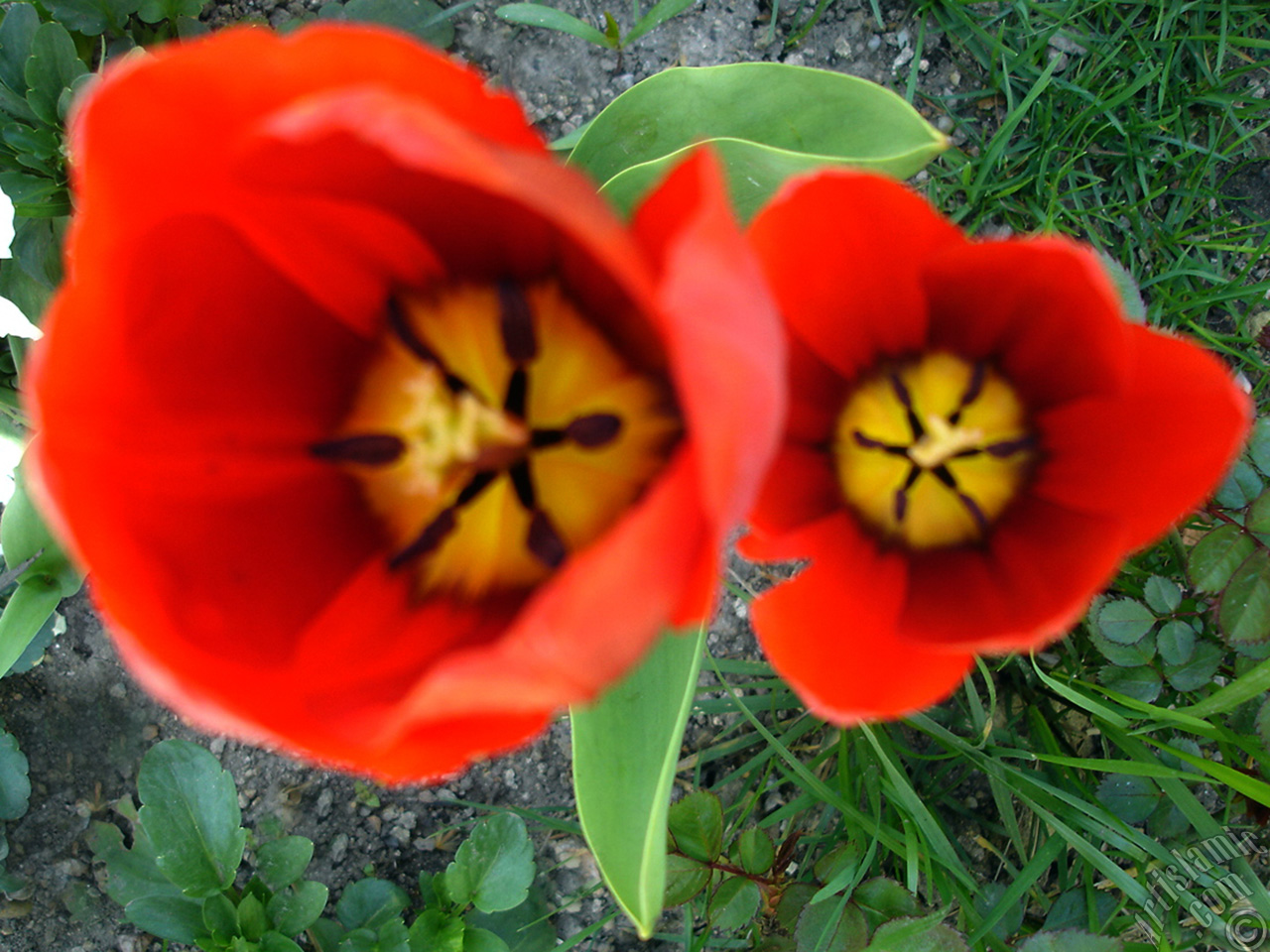 Red Turkish-Ottoman Tulip photo.
