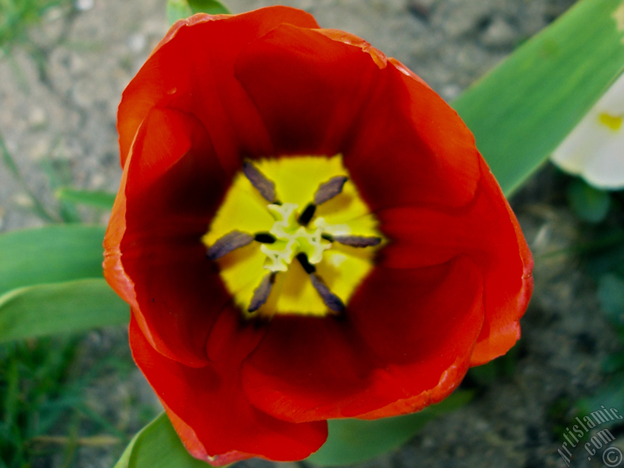 Red Turkish-Ottoman Tulip photo.
