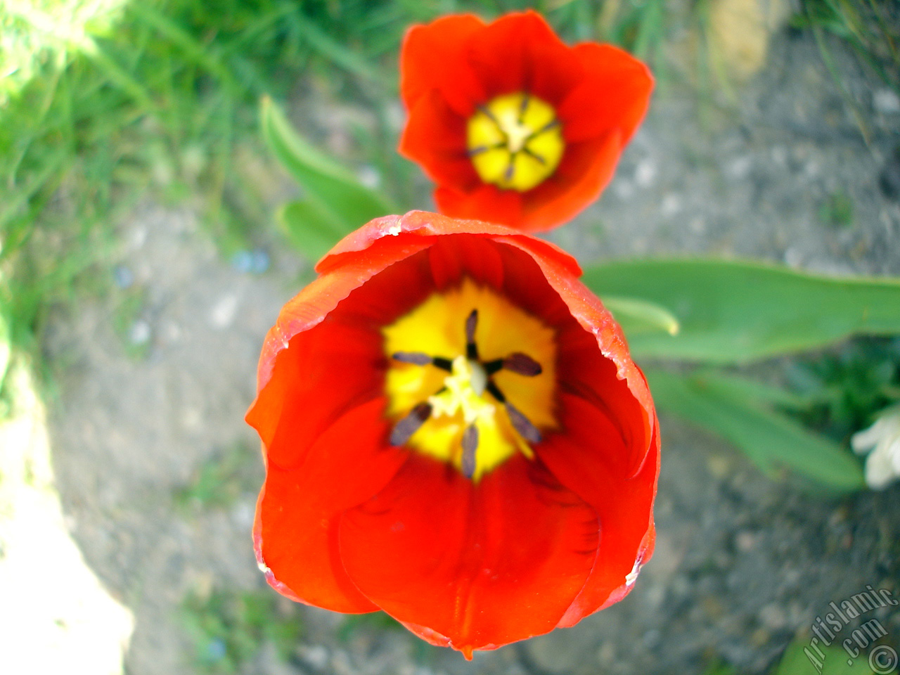 Red Turkish-Ottoman Tulip photo.
