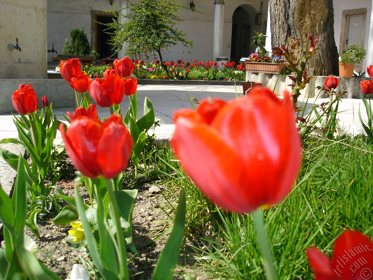 Red Turkish-Ottoman Tulip photo.
