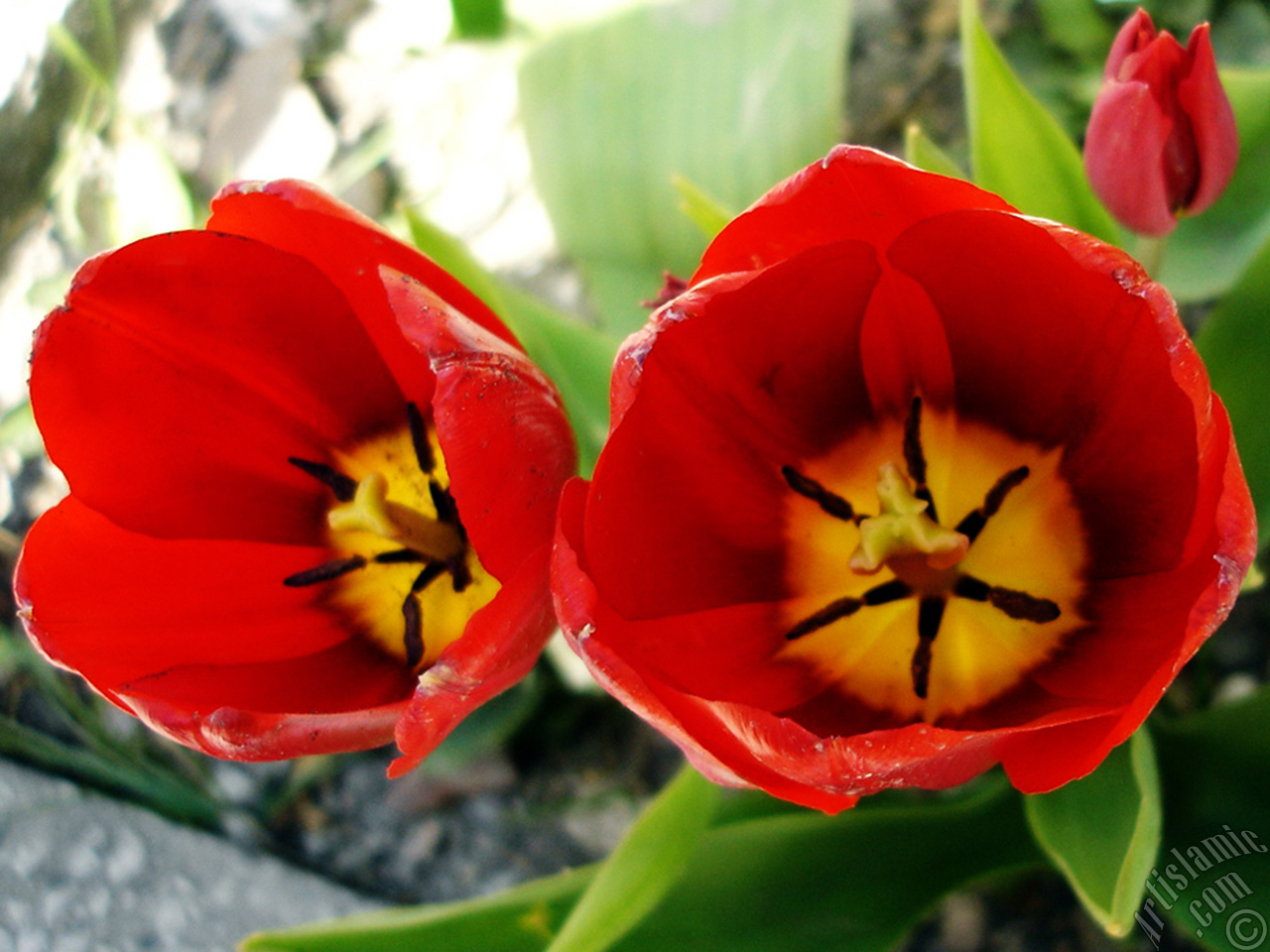 Red Turkish-Ottoman Tulip photo.
