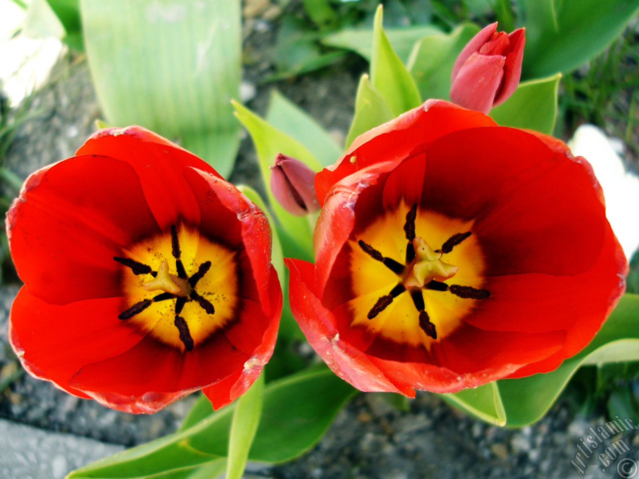 Red Turkish-Ottoman Tulip photo.
