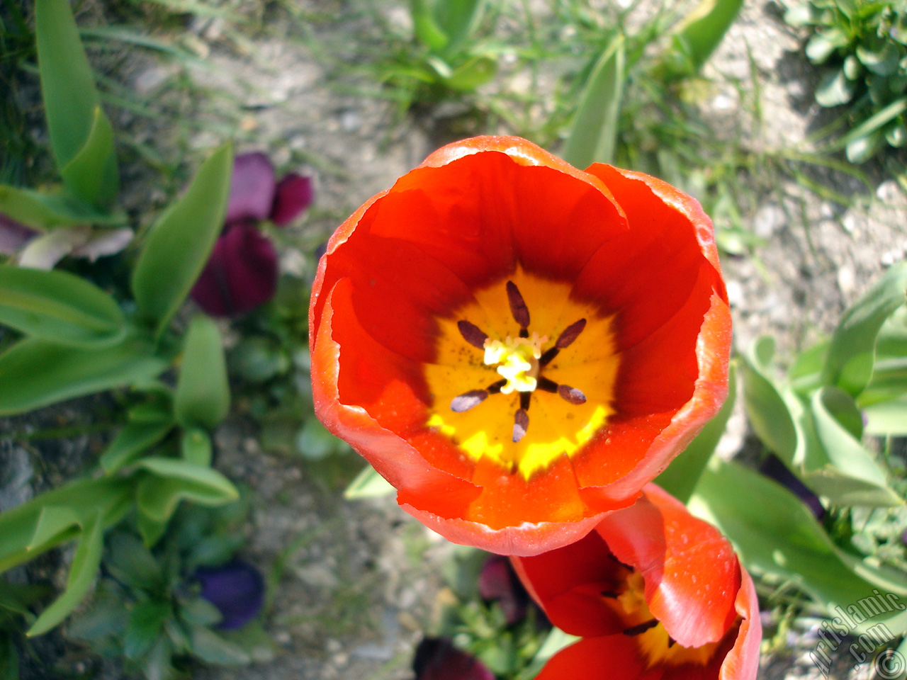 Red Turkish-Ottoman Tulip photo.
