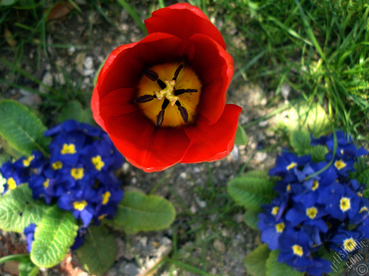 Red Turkish-Ottoman Tulip photo.
