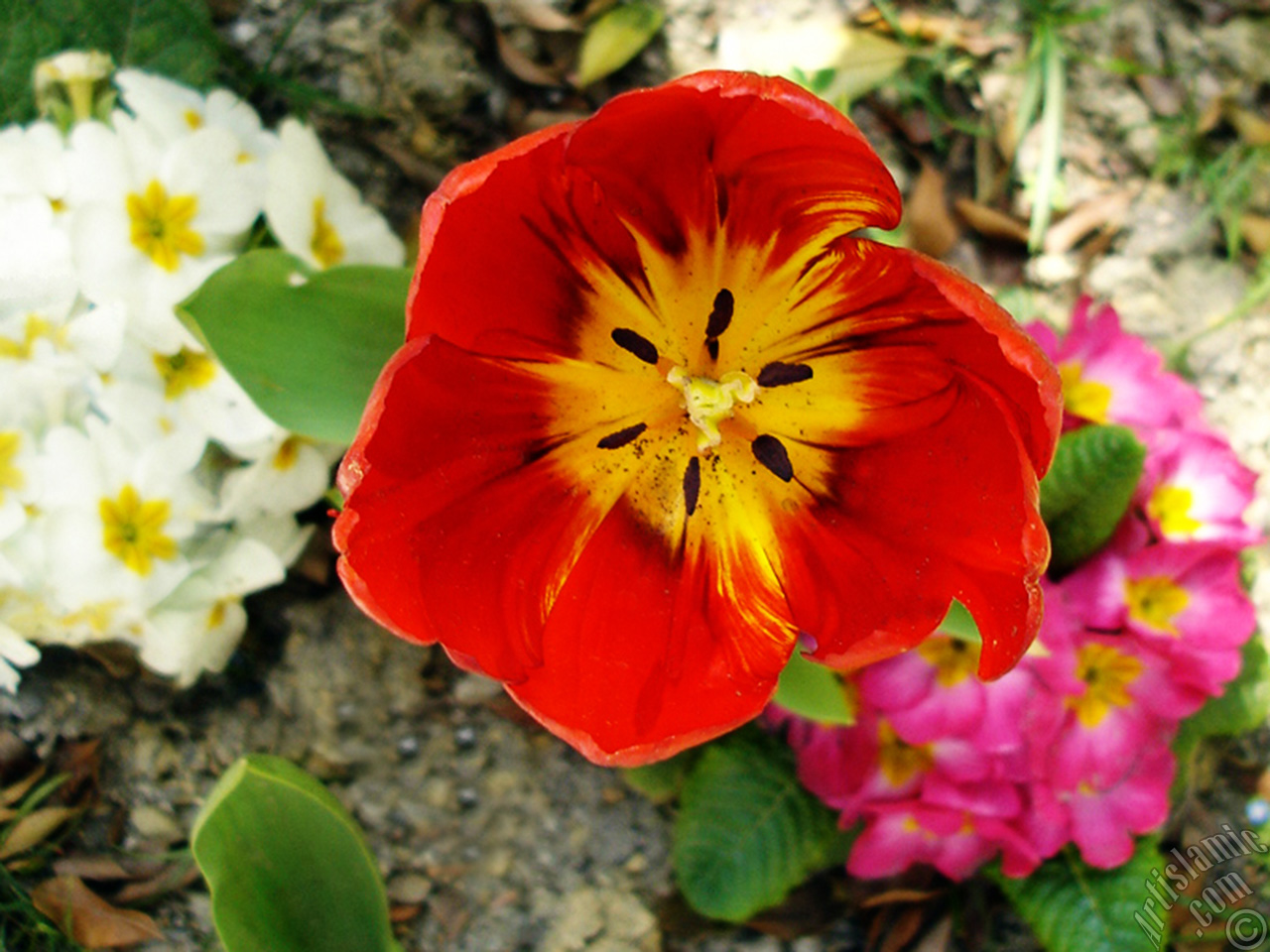 Red Turkish-Ottoman Tulip photo.
