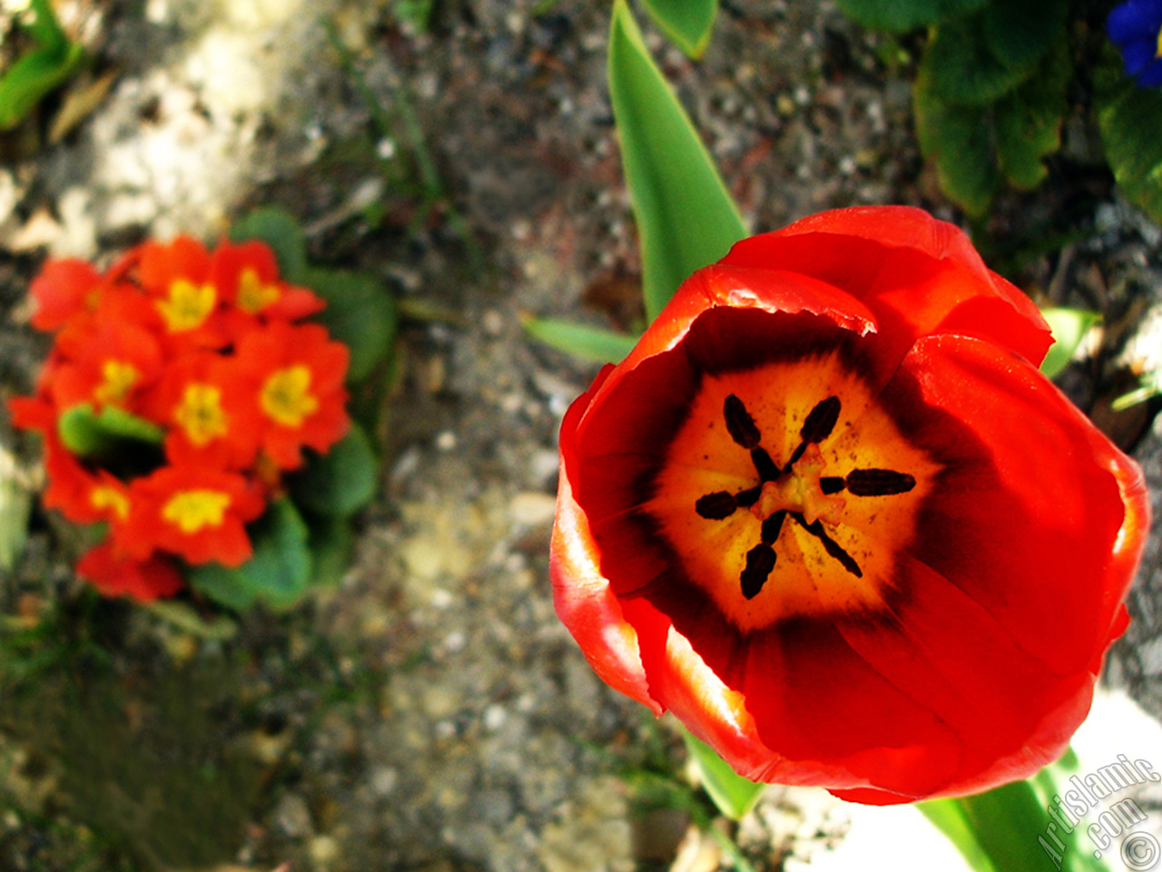Red Turkish-Ottoman Tulip photo.
