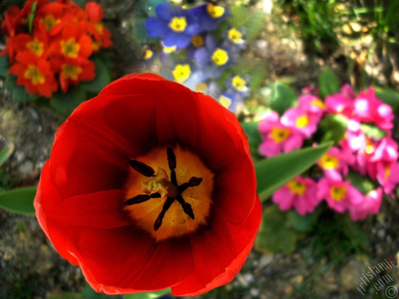 Red Turkish-Ottoman Tulip photo.
