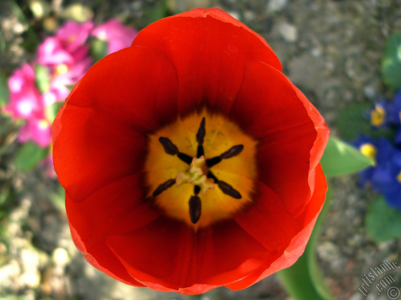 Red Turkish-Ottoman Tulip photo.

