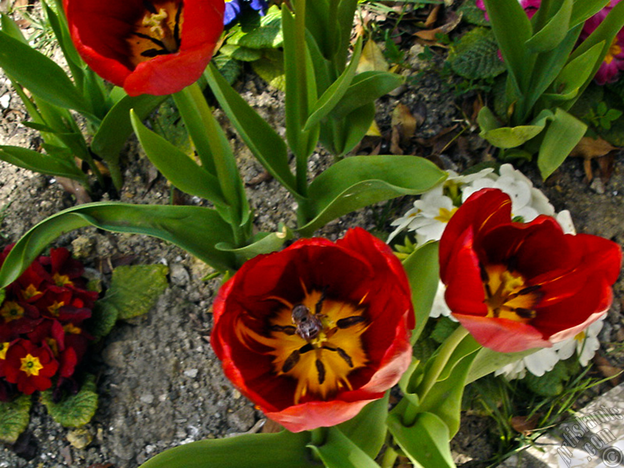 Red Turkish-Ottoman Tulip photo.
