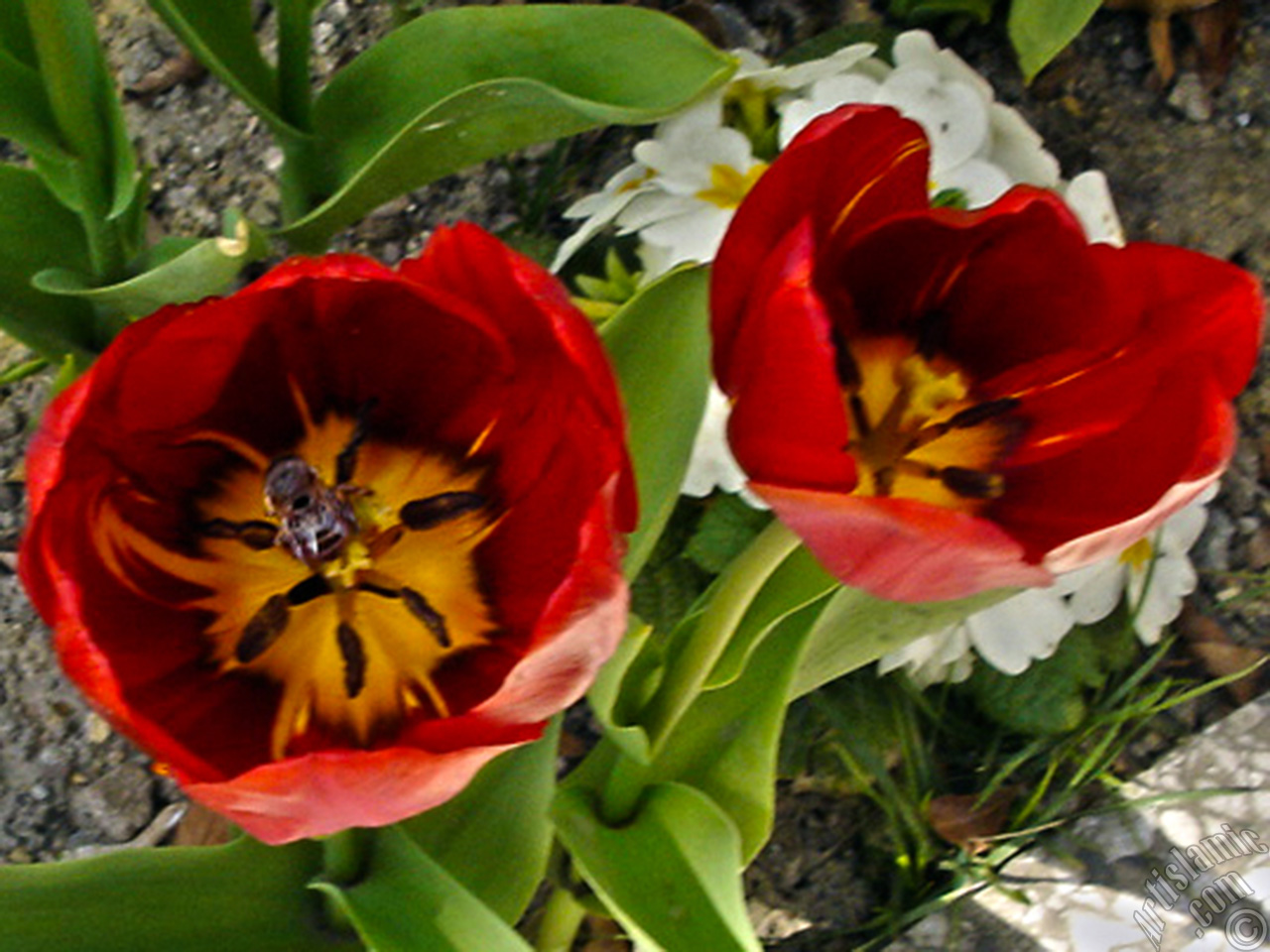 Red Turkish-Ottoman Tulip photo.

