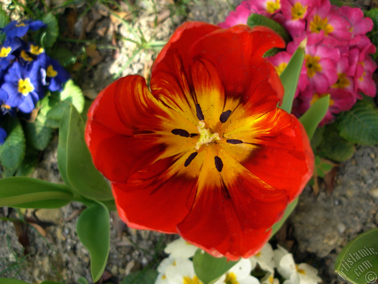 Red Turkish-Ottoman Tulip photo.
