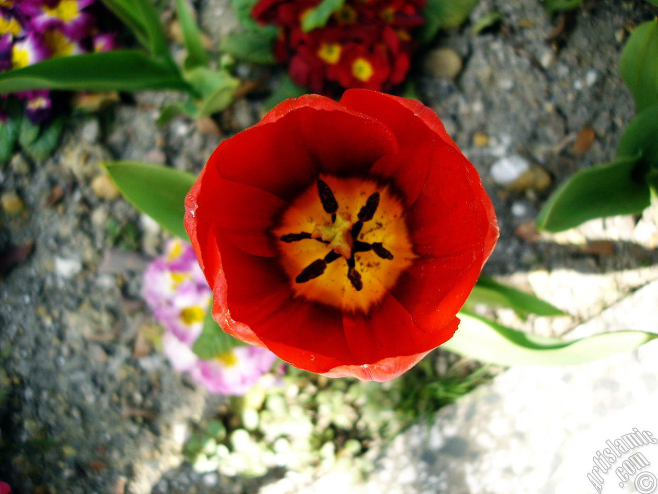 Red Turkish-Ottoman Tulip photo.
