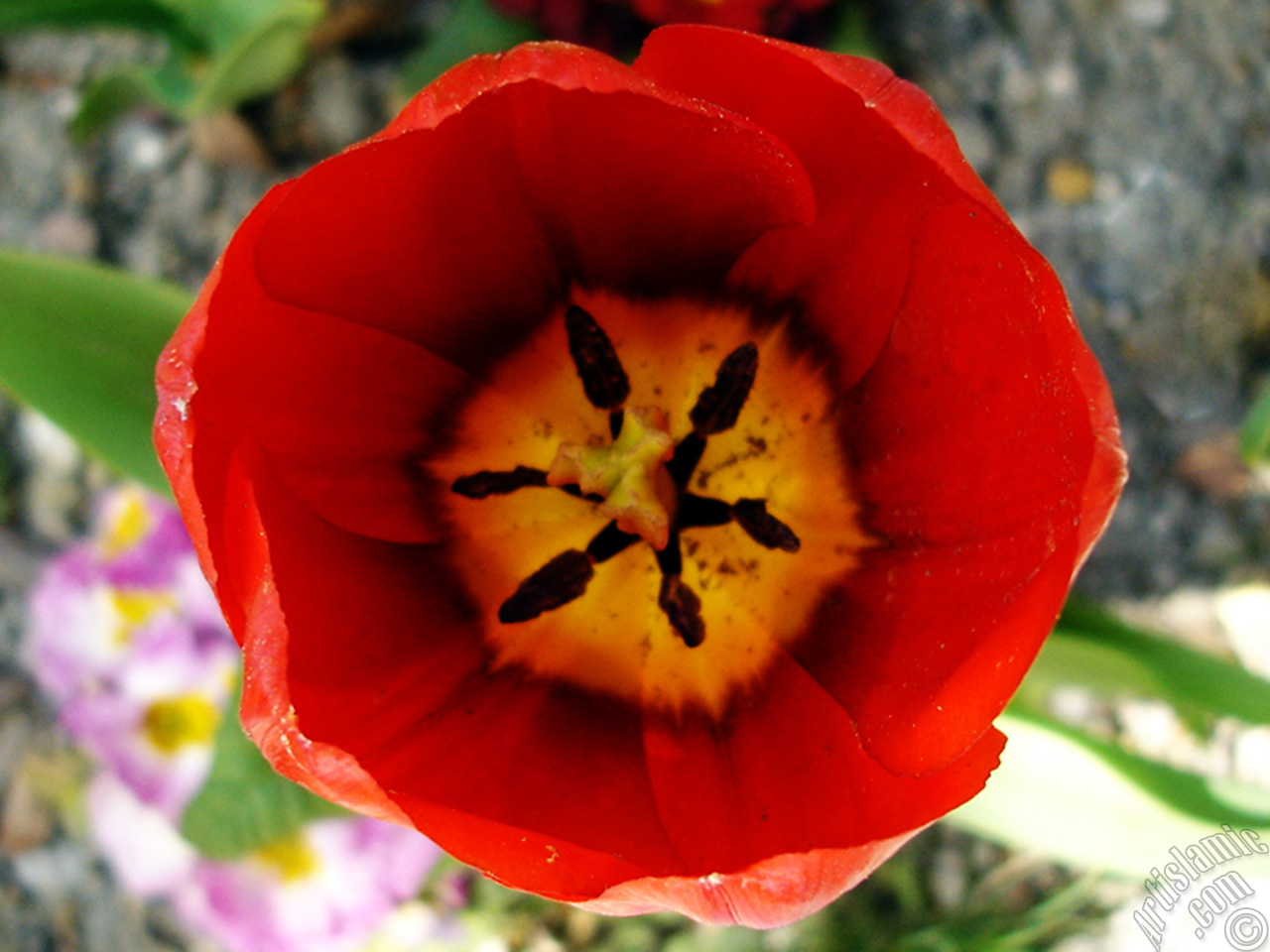 Red Turkish-Ottoman Tulip photo.
