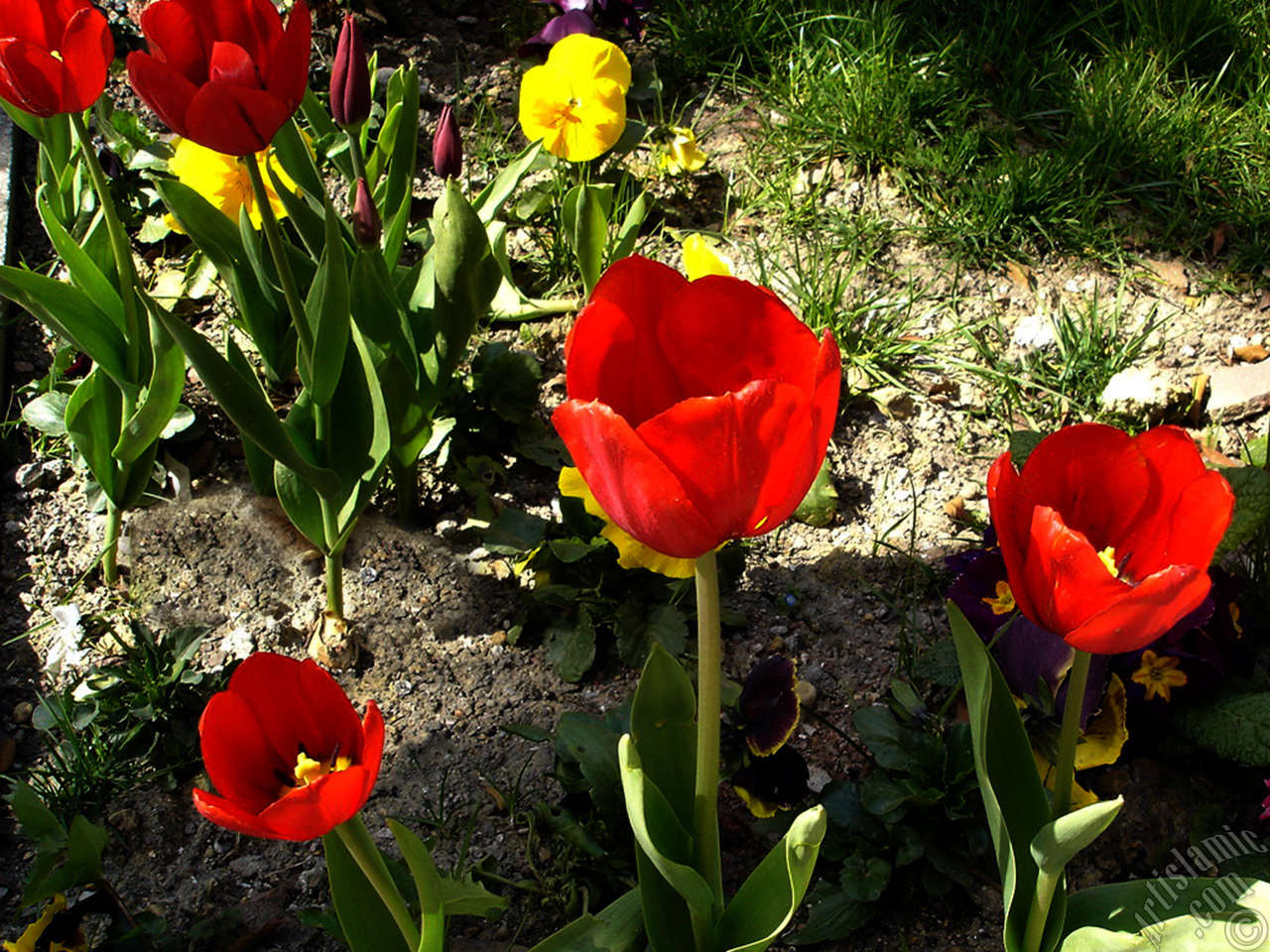 Red Turkish-Ottoman Tulip photo.
