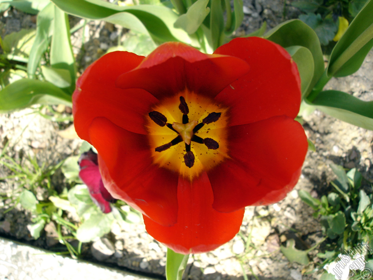 Red Turkish-Ottoman Tulip photo.
