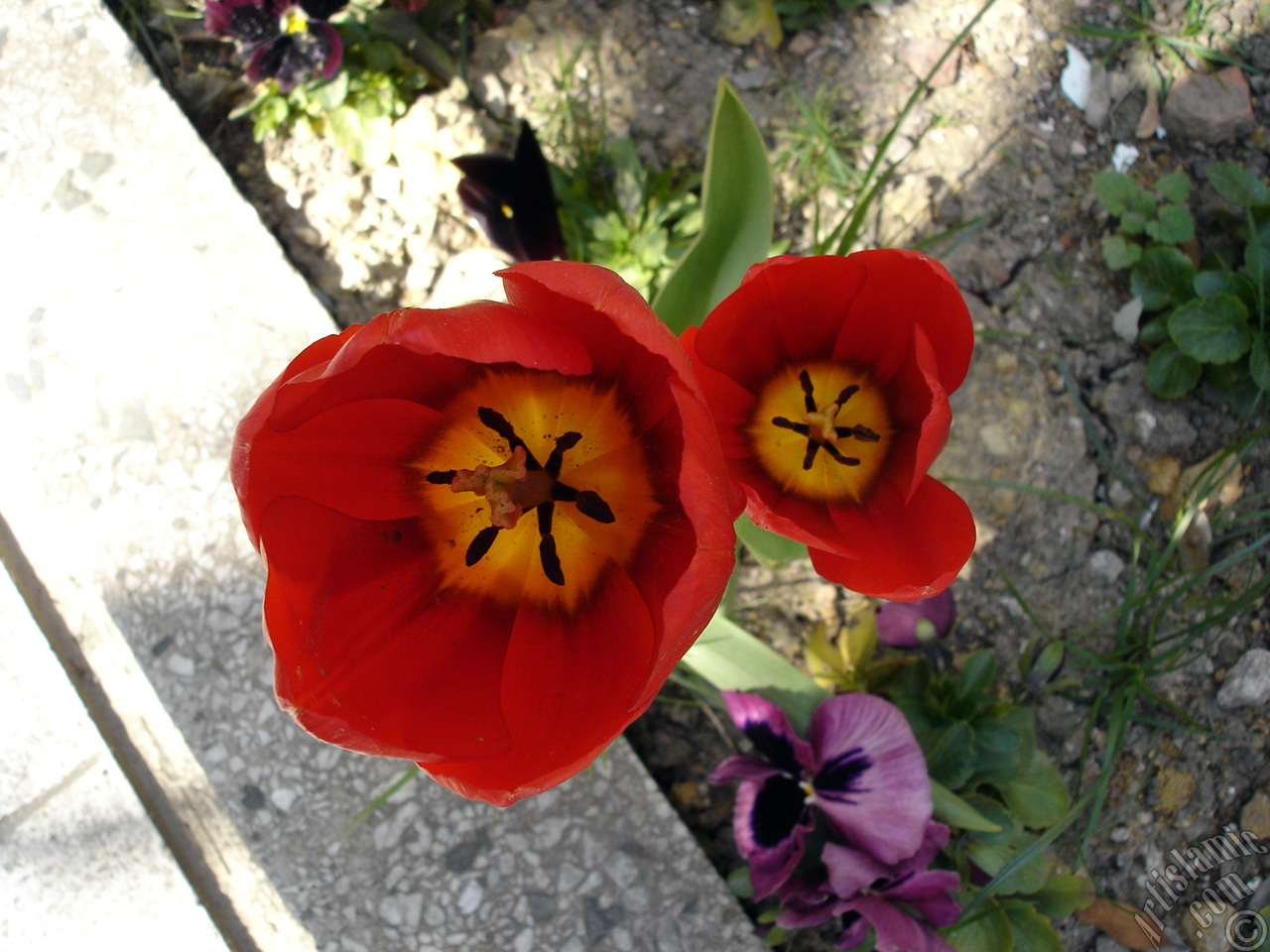 Red Turkish-Ottoman Tulip photo.
