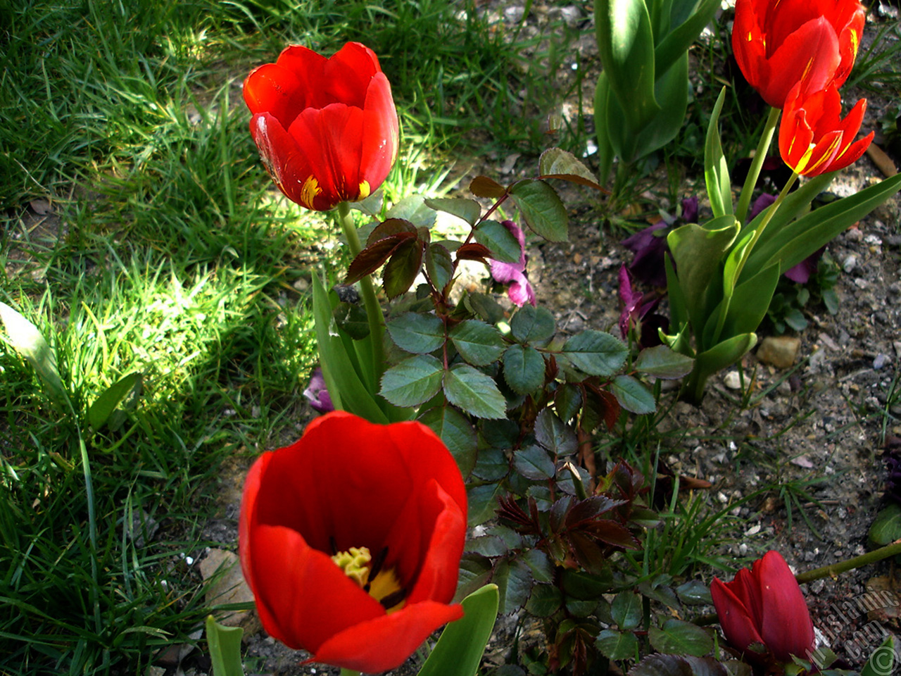 Red Turkish-Ottoman Tulip photo.

