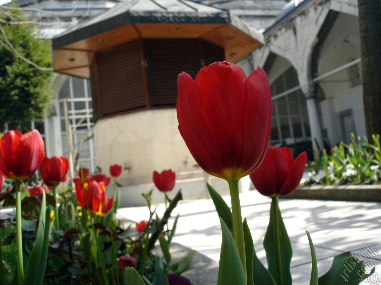 Red Turkish-Ottoman Tulip photo.
