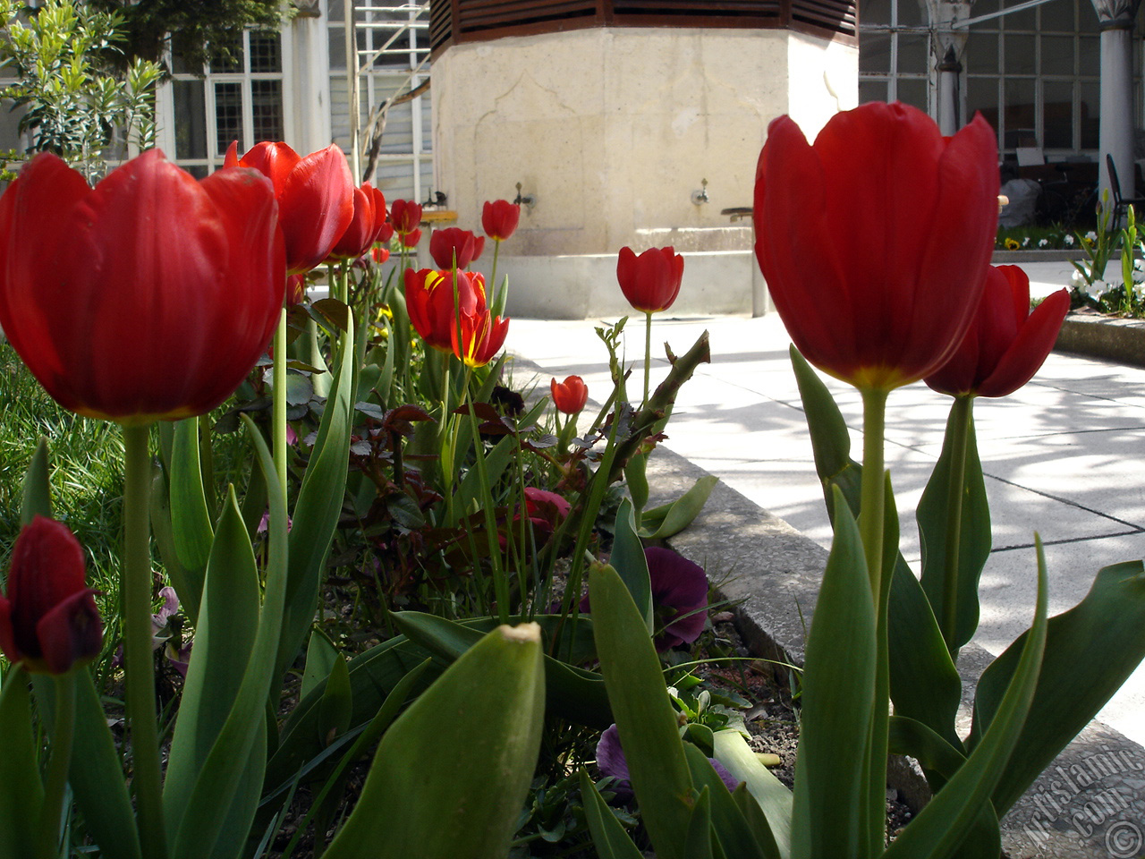 Red Turkish-Ottoman Tulip photo.
