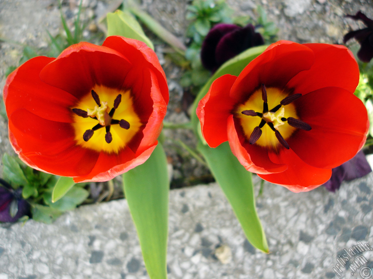 Red Turkish-Ottoman Tulip photo.
