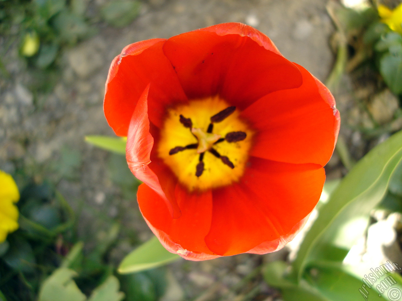 Red Turkish-Ottoman Tulip photo.
