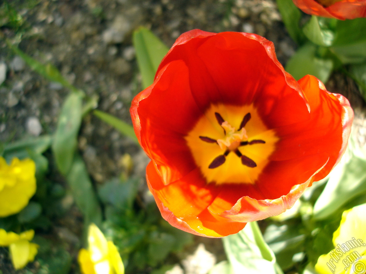 Red Turkish-Ottoman Tulip photo.
