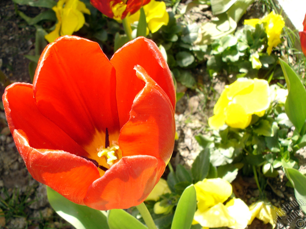 Red Turkish-Ottoman Tulip photo.
