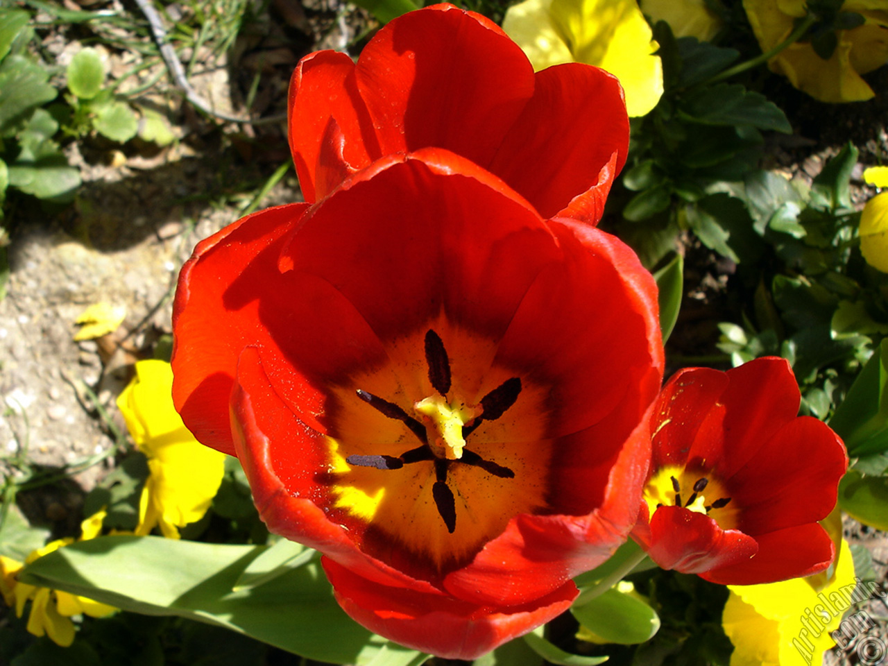 Red Turkish-Ottoman Tulip photo.
